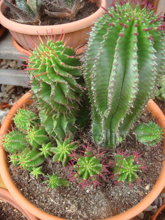 Euphorbia Horrida