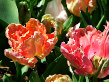 Funky Tulips