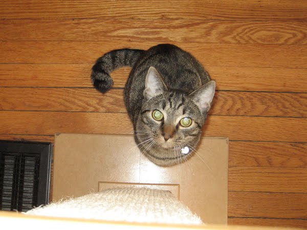 [CleanMyLitterbox.jpg]