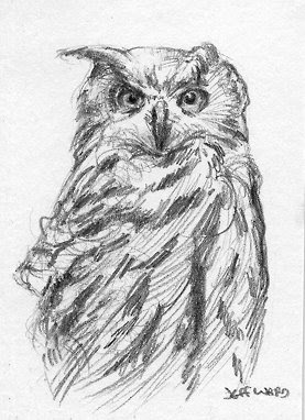 Easy Owl Sketches