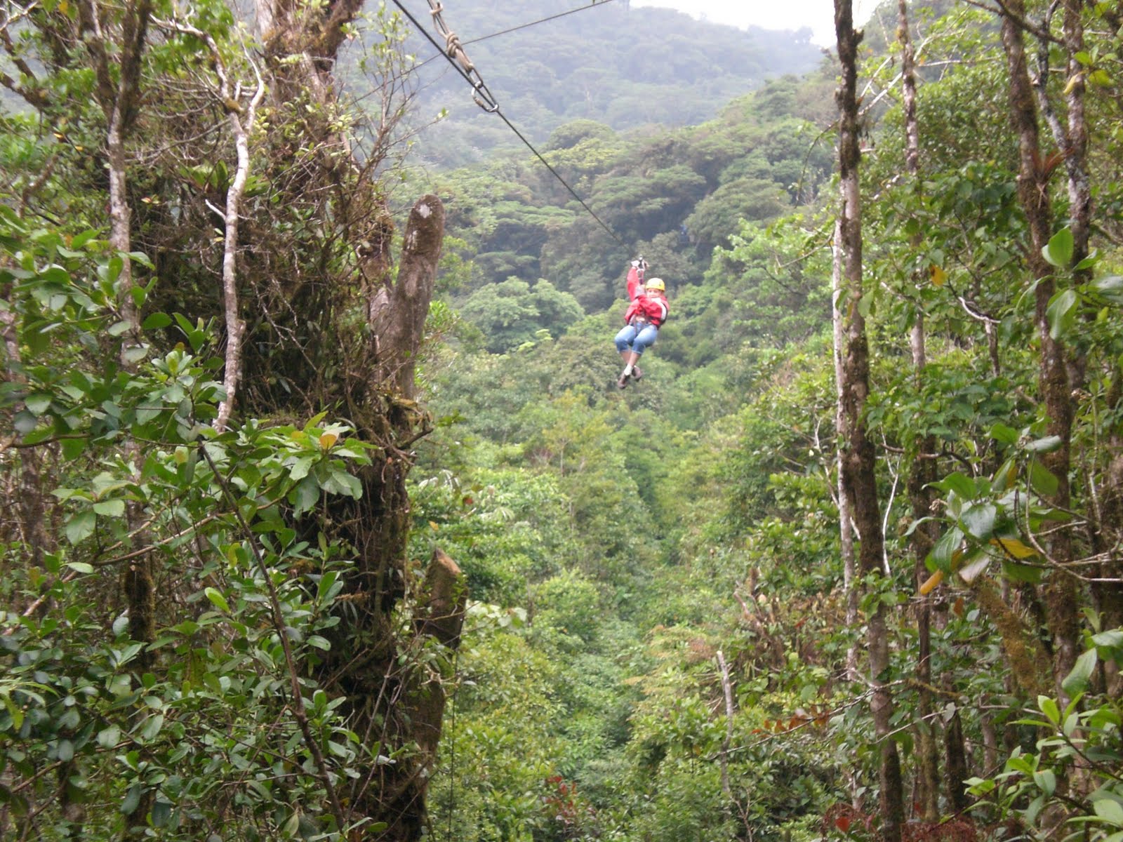 Forest Tree Tops