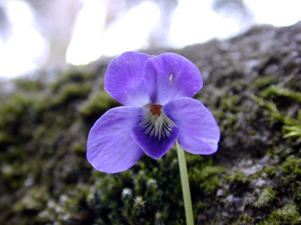 [violeta.JPG]