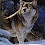http://1.bp.blogspot.com/_UZvifoFDHvI/SltqTob1FWI/AAAAAAAAA9w/QiwDOOG7wPg/S45/loup%2Bfrancis.bmp
