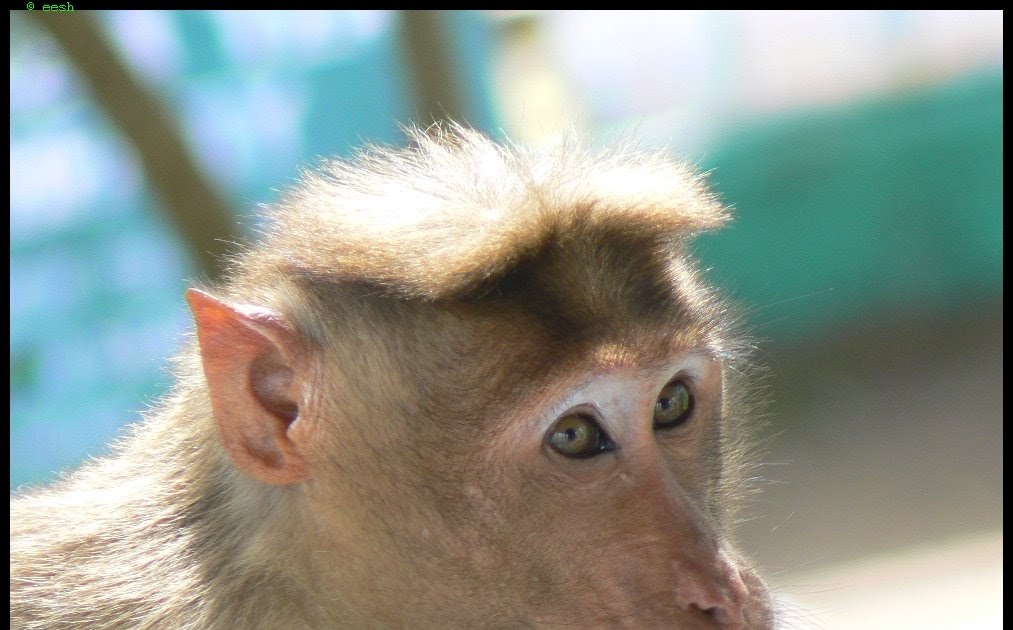 All you wanted to know about Ooty Animals at Mudumalai National Park