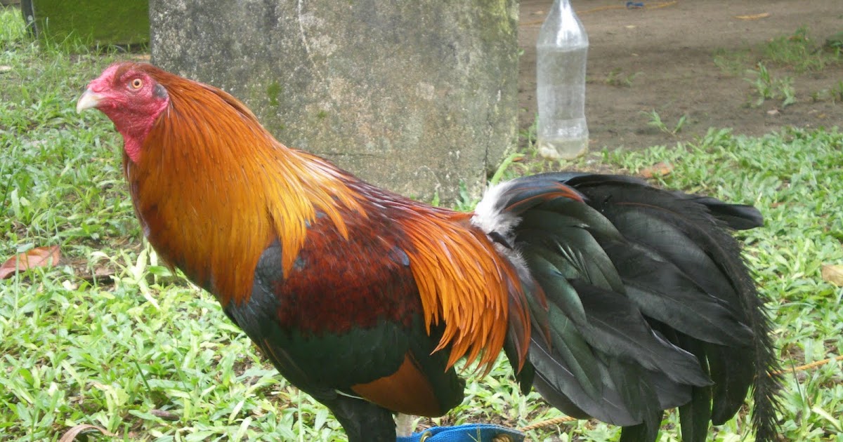 San Juan Gamefarm Black Jap Cross