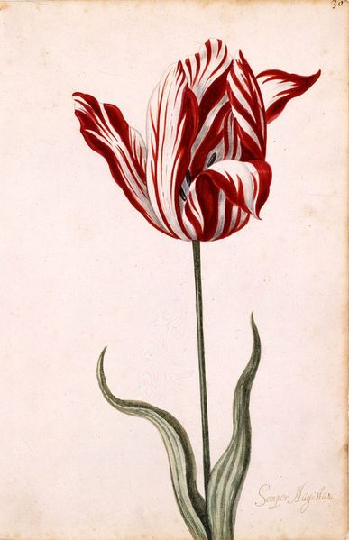 [387px-Semper_Augustus_Tulip_17th_century.jpg]