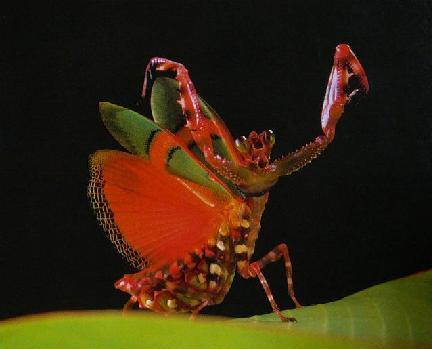 [Spotted+Mantis.JPG]