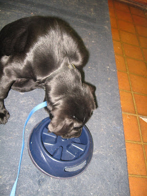 Dagan looking in his empty food bowl