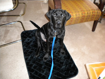 Dagan sitting on his Go To Bed mat