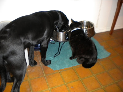 Dagan eating and Mr Kitty is sticking his head in the bowl to get some goodies