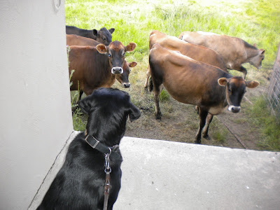 Dagan sitting in the breeze way above the cow corral, the cows watching him
