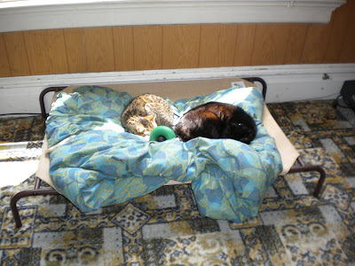 Simba and Yogi curled up together on the sling bed on top of the blanket with Dagan's Goughnut in between them