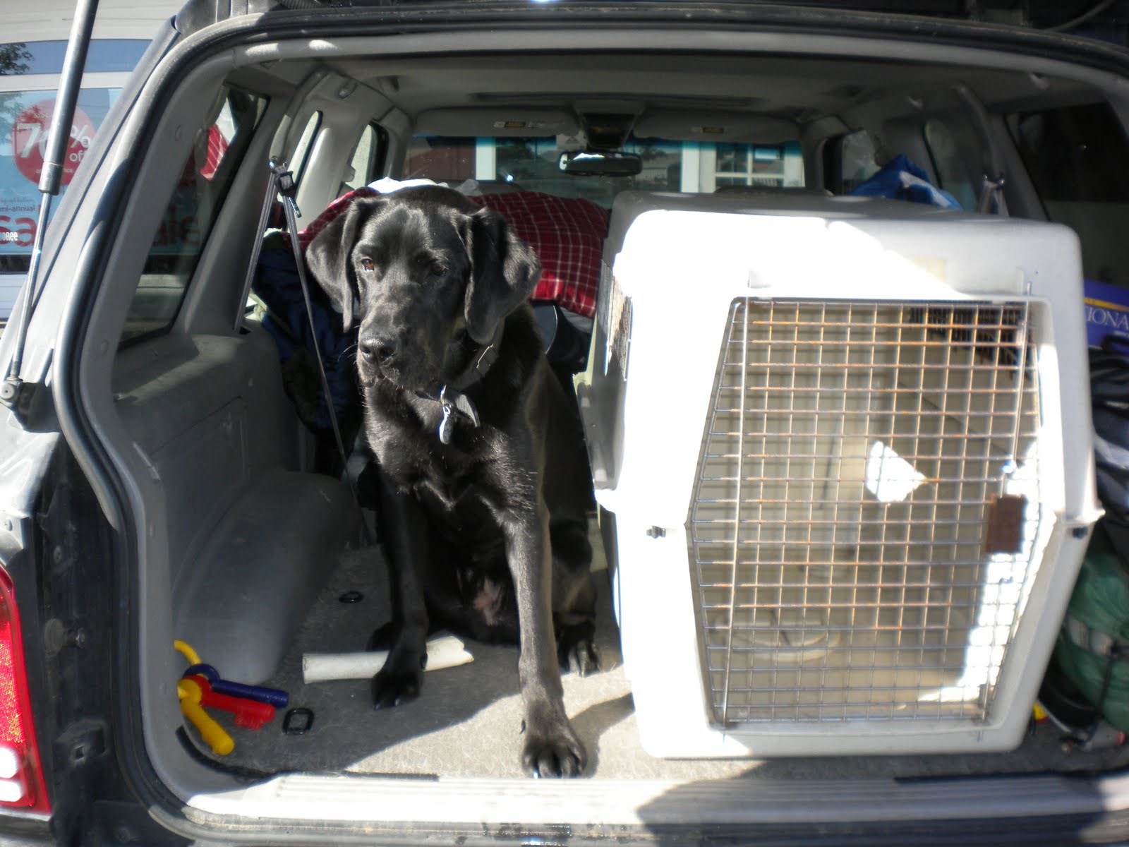 Dog packed to kennel