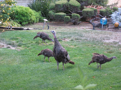 Mama turkey and her 3 babies milling around the yard