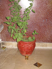 TULSI MATA