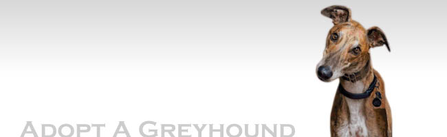 Adopt a Prison Greyhound