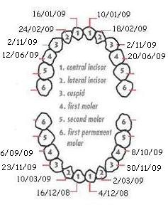 My Baby Tooth Chart