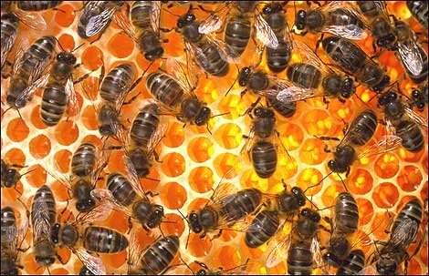 thebeeblog