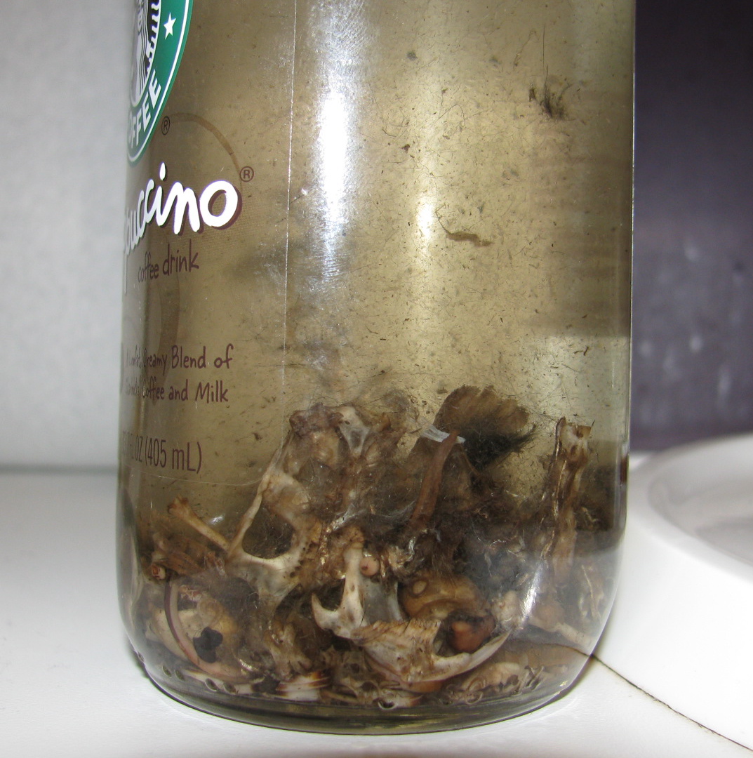 Griffin Society Jewels Yay! Owl Vomit!