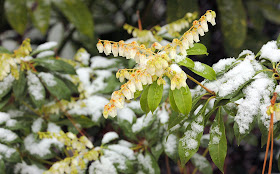 Future Plants By Randy Stewart Pieris