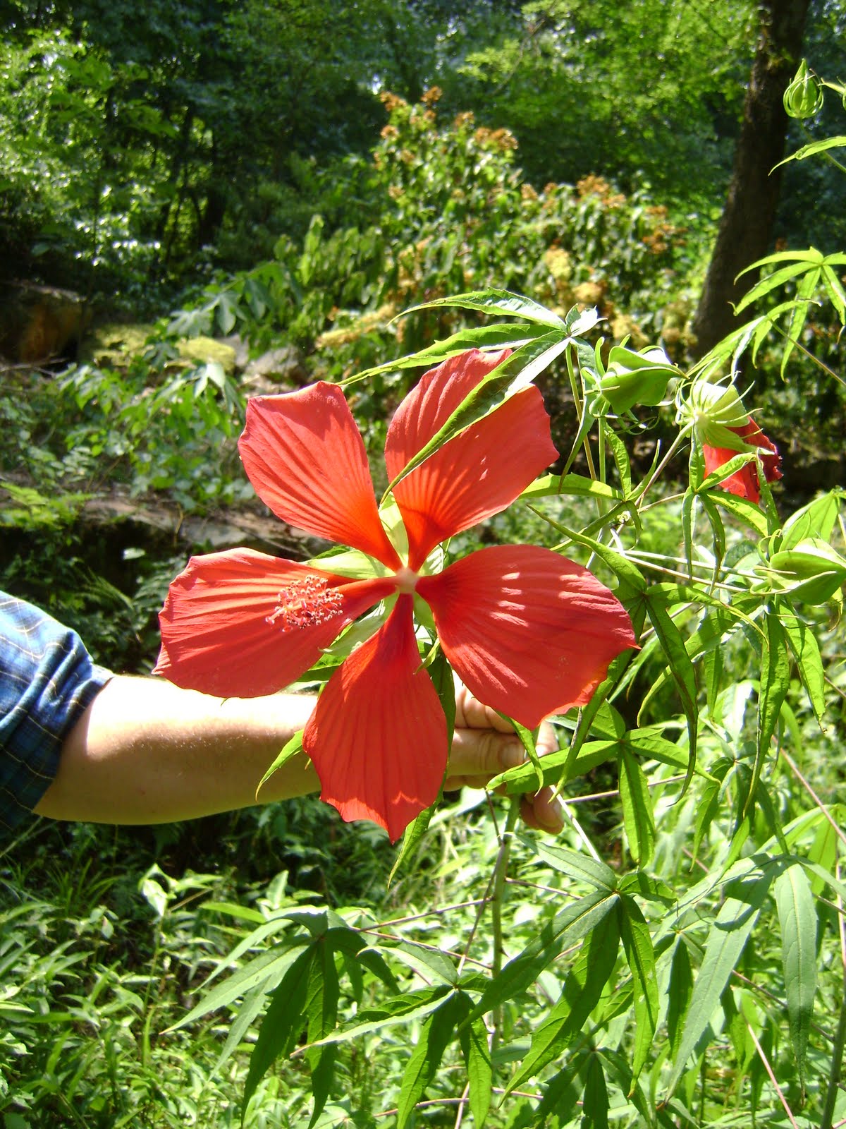 July 2010 The Garden Dirt Blog