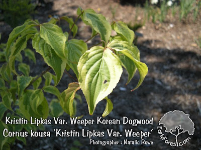 European+variegated+dogwood+shrubs