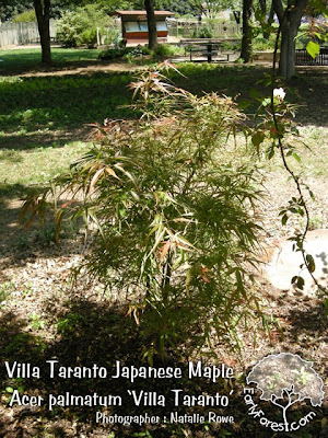 japanese maple tree leaf. japanese maple tree leaf.