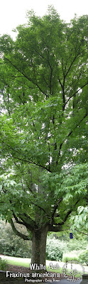 White Ash Tree