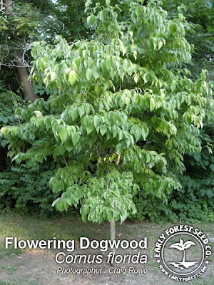Pagoda+dogwood+shrub