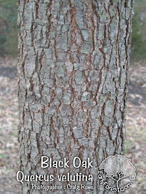 red elm tree bark. pictures of elm tree identification by bark. red elm tree bark. pictures of