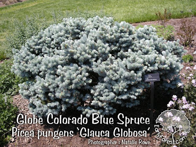 blue spruce bushes
