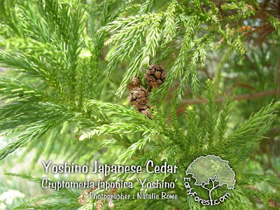 Yoshino Cryptomeria