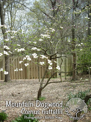 Weeping Dogwood Tree
