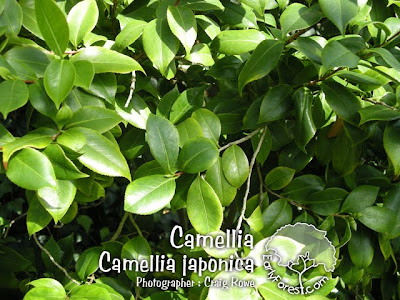 Camellia Leaf