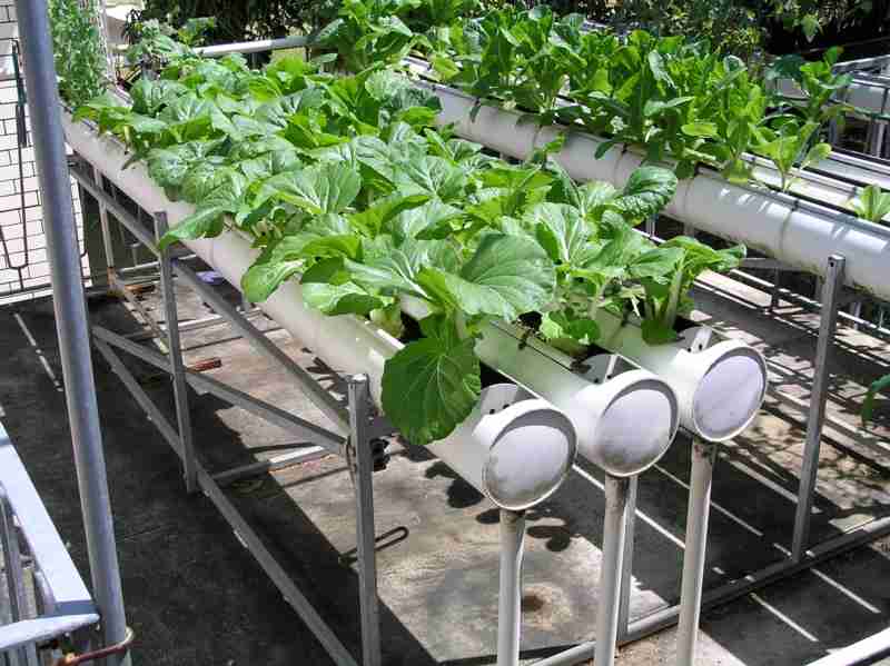 Viva - Together for Children: Veggie Magic ... or Hydroponics?