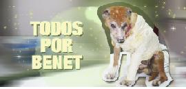 AYUDEMOS A BENET (PERRITO PRENDIDO FUEGO EN EZEIZA)