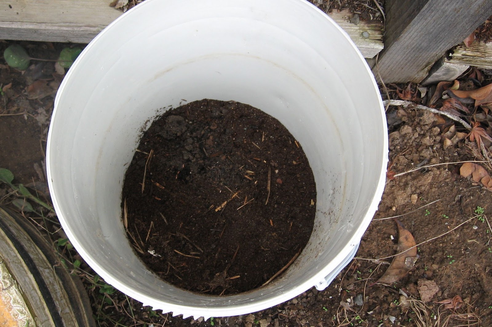 Growing Potatoes in Buckets • Brown Thumb Mama
