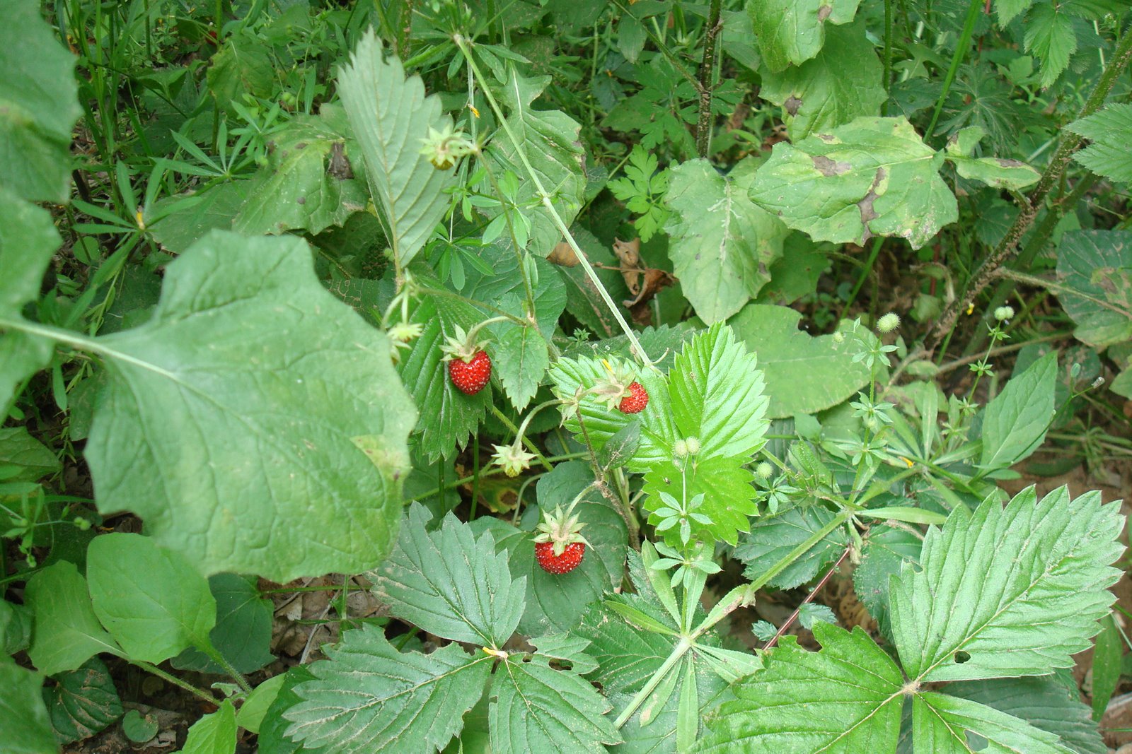 [DSC08493.JPG]