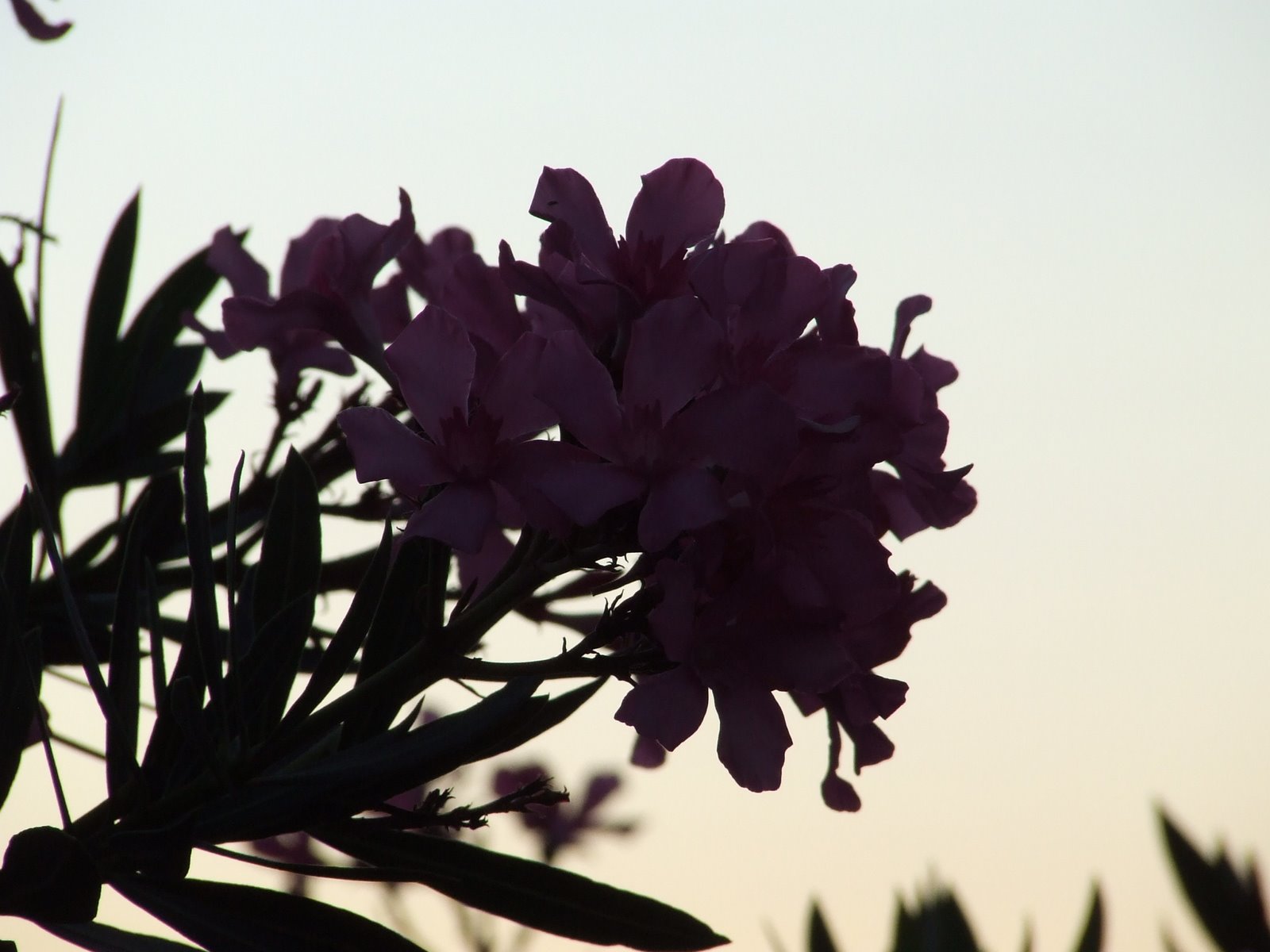 [DSCF4147.JPG]