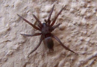 Garden Animals: Sow Bug Killer Spider