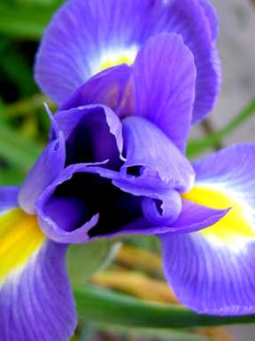 [may15iris.jpg]