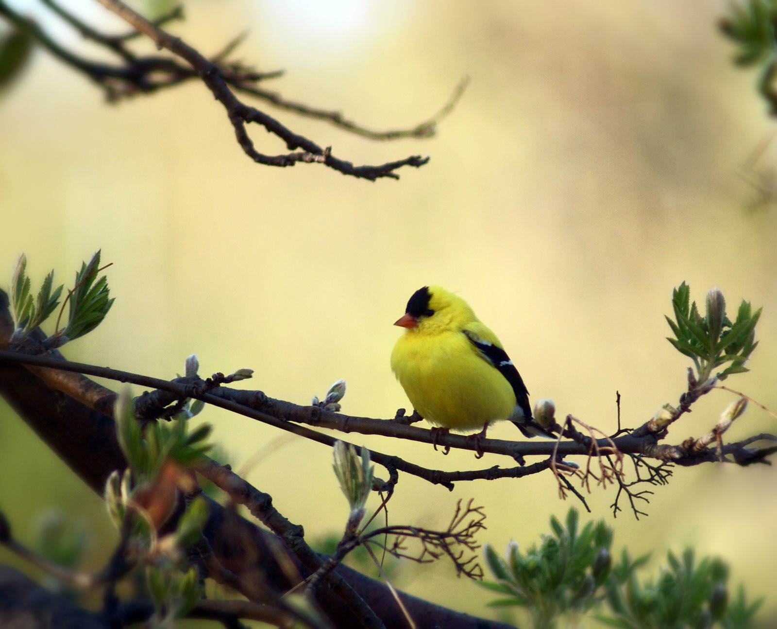 [Yellow+Bird.jpg]
