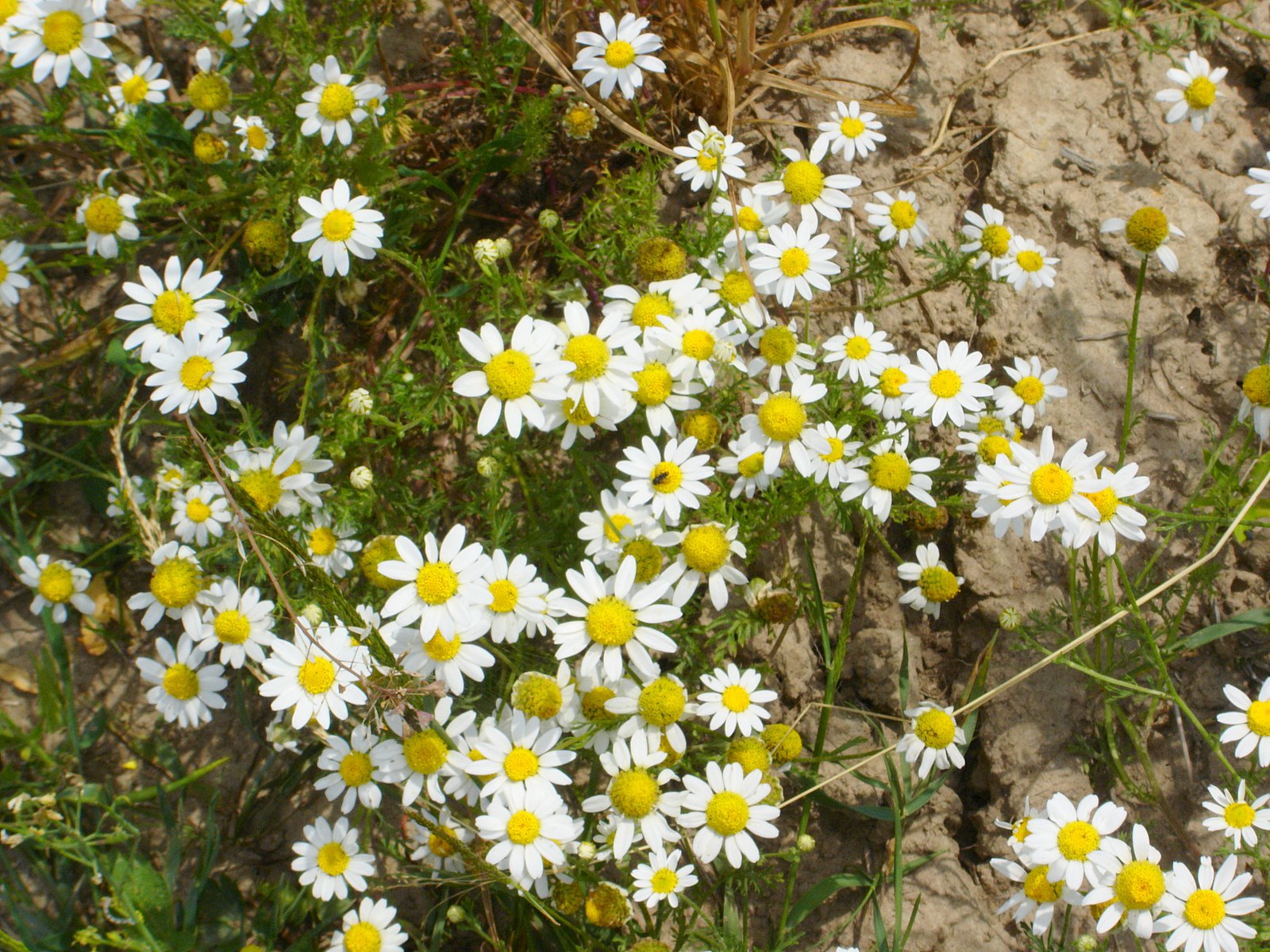 [DSC03357.JPG]