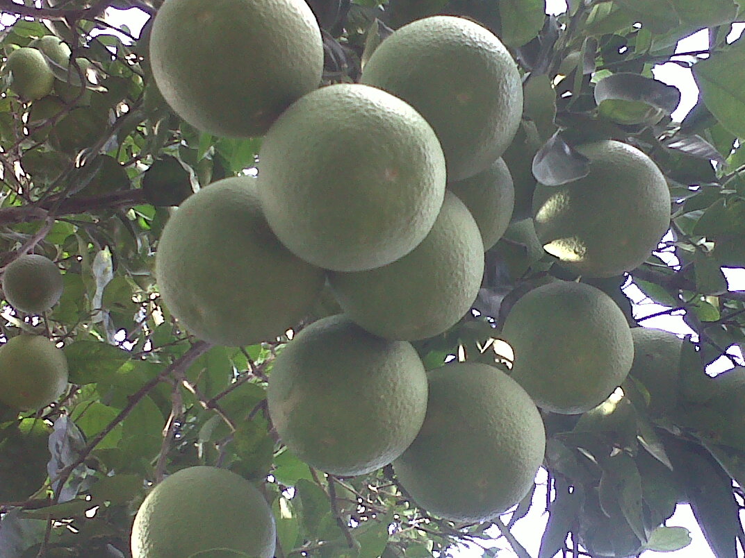 Caimito La Vega Caimito La Vega Tierra Fertil