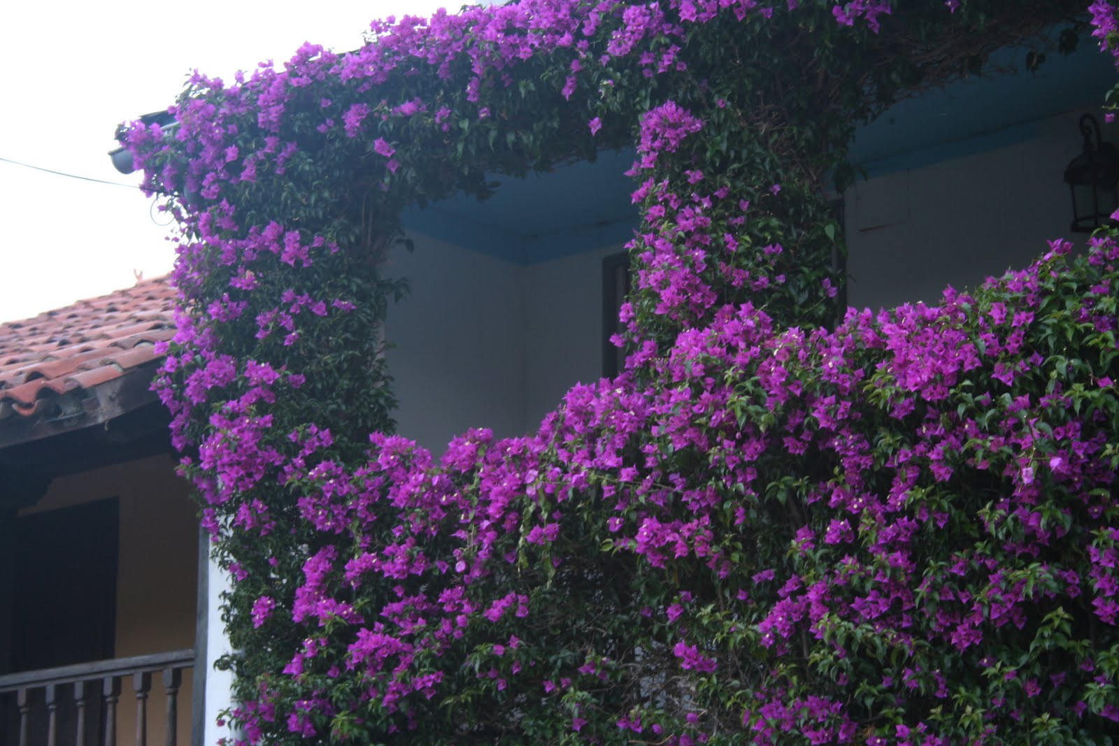 La Buganvilla