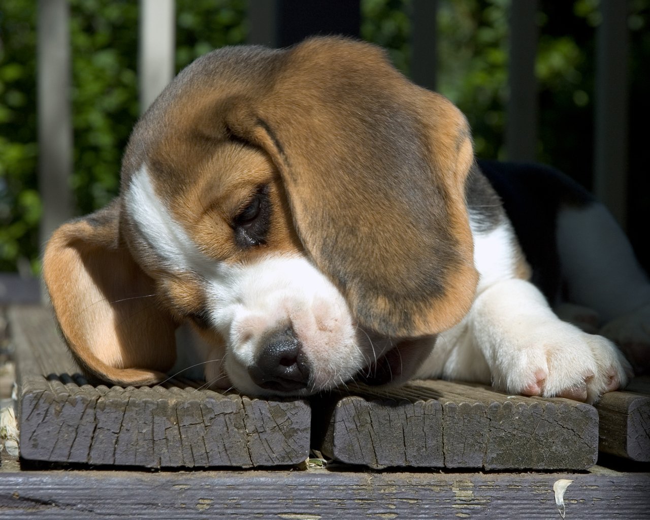 http://1.bp.blogspot.com/_UjJgEwVlPQs/Sxg7AKwqVyI/AAAAAAAADkk/yCflvANQI3E/s1600/beagle-puppy-wallpaper.jpg