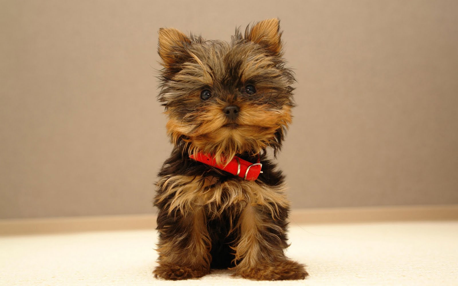 puppies name puppies wallpaper dogs puppies names breeds and grooming puppies name puppies wallpaper dogs puppies names breeds and grooming