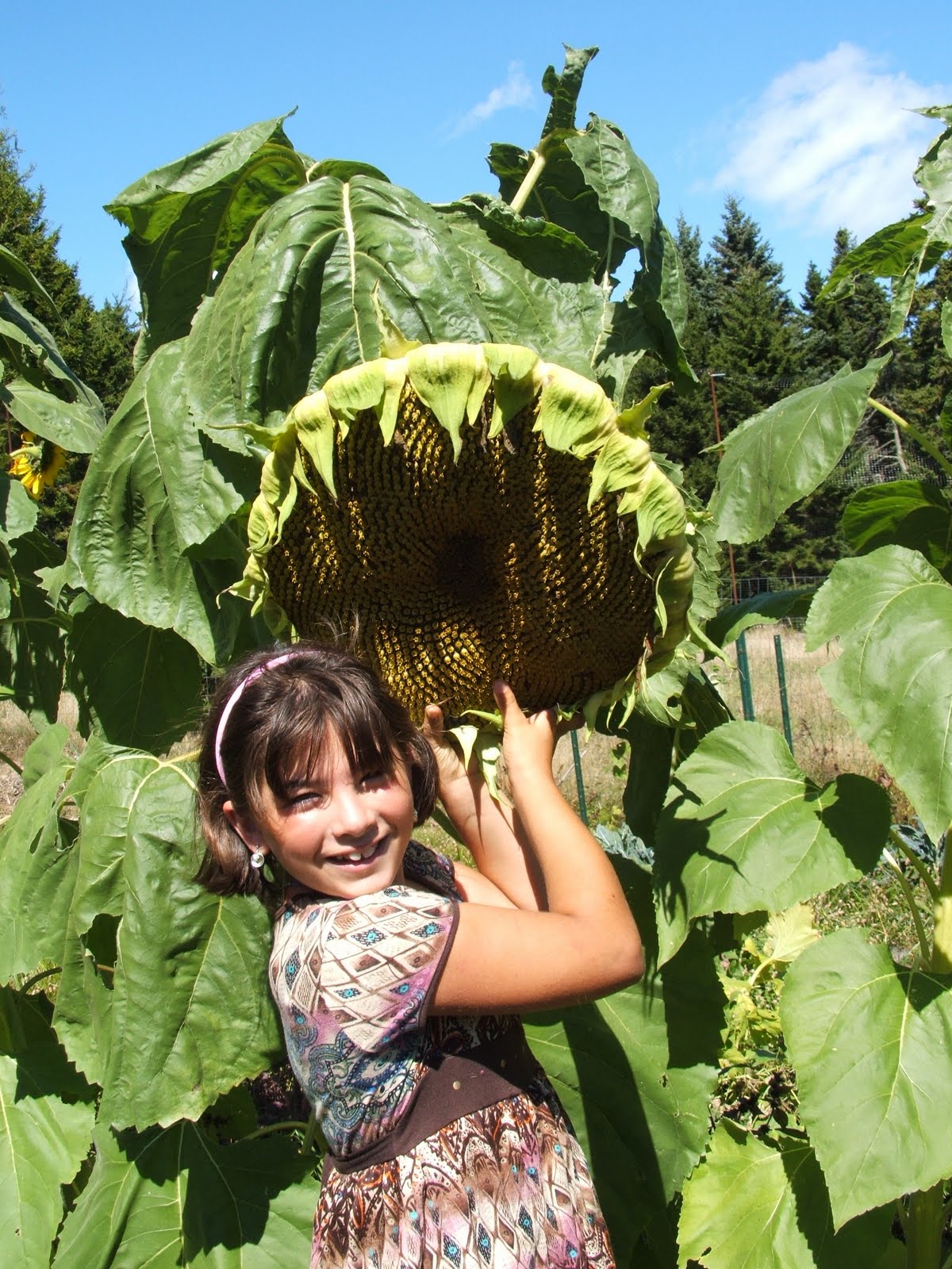 Frenchboro School The Largest Sunflower in the World