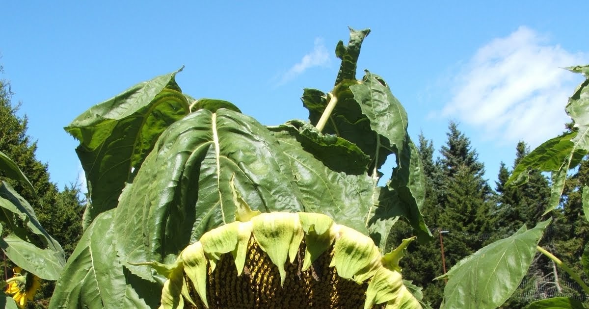 Frenchboro School The Largest Sunflower in the World