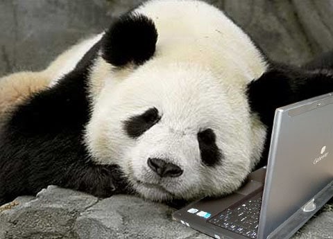 Wit and Humour from the Flatlands: Giant Panda gives birth to 5 Cubs: Father emails his